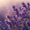 Lavendel