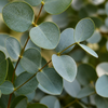 Eukalyptus